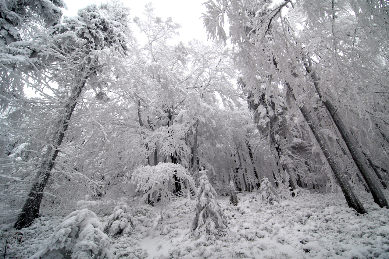 Beskid May