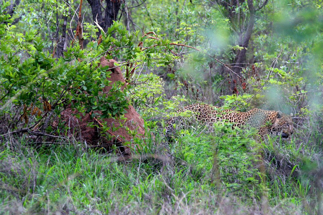 Kruger Park, RPA