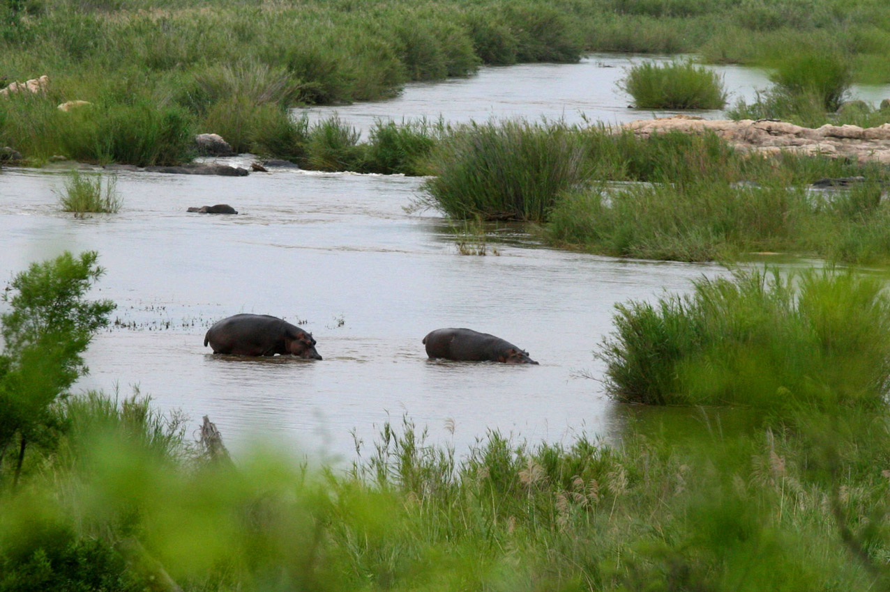 Kruger Park, RPA