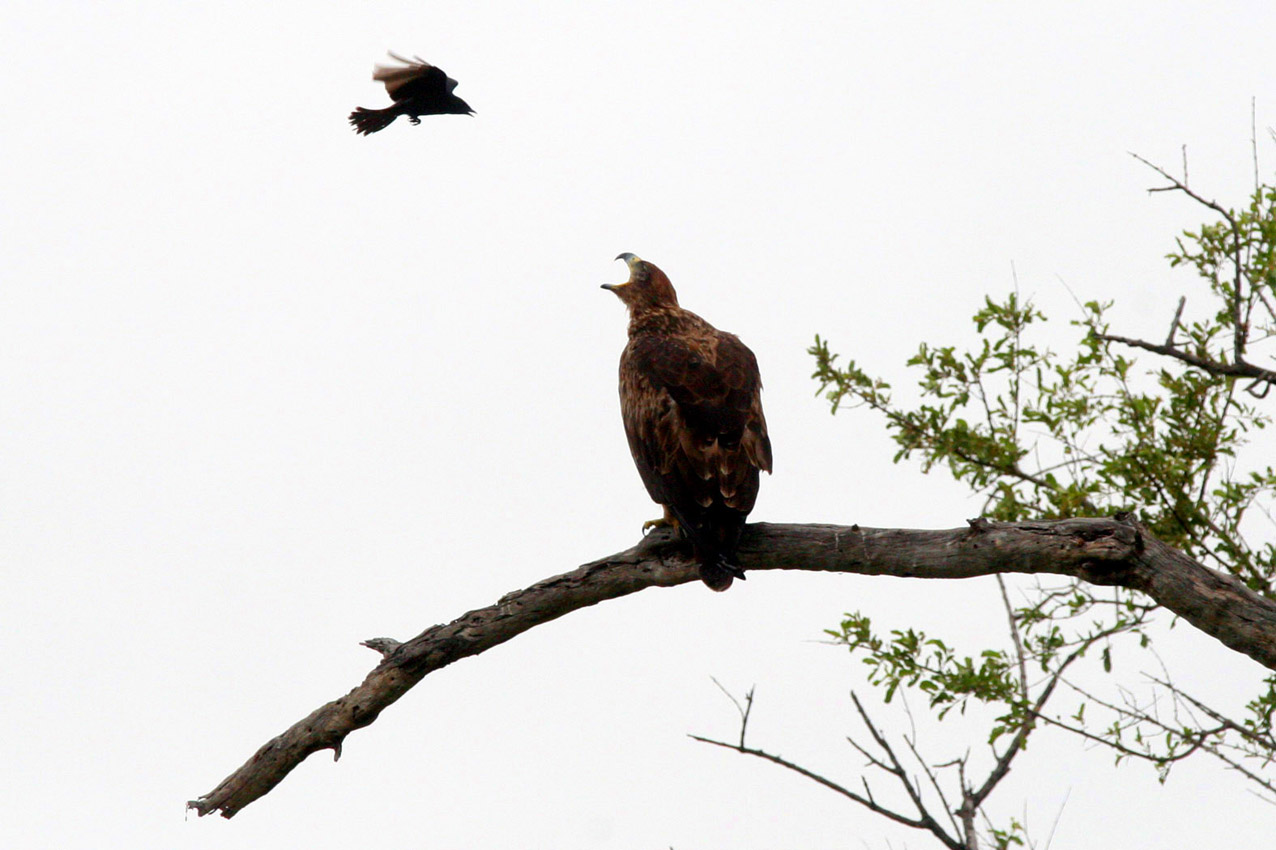 Kruger Park, RPA