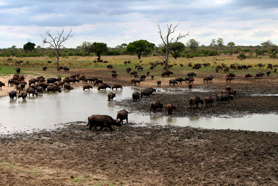 Kruger Park, RPA